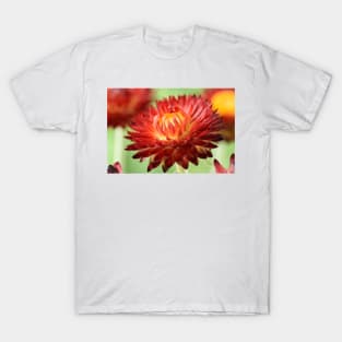 Helichrysum bracteatum 'Nevada Red' Everlasting flower T-Shirt